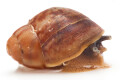 Archachatina porphyrostoma Nigeria B juvenil, 2 cm